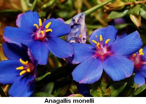 Anagallis monelli.jpg